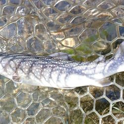 ひっさしぶりのフライフィッシング ～フィッシング母袋～